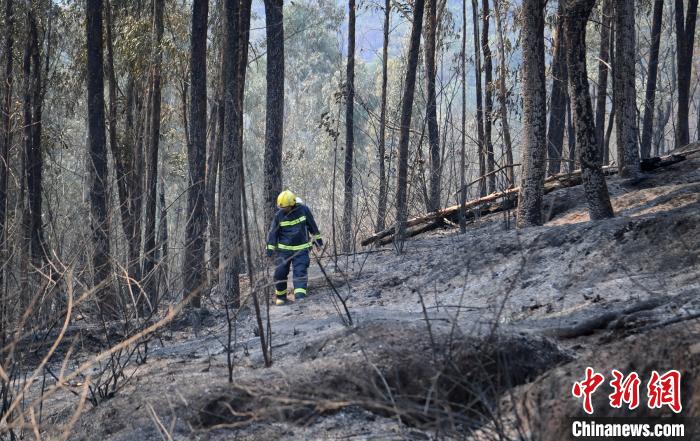 一名消防队员走过燃烧后的树林。　刘忠俊 摄