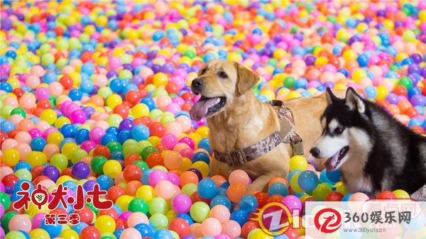 《神犬小七3》救援队成立宋与携手展开搜救之旅